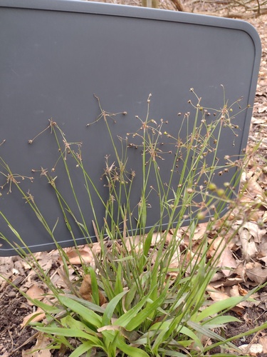 Hairy woodrush (Luzula pilosa)