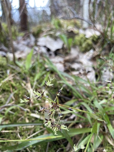 Hairy woodrush (Luzula pilosa)