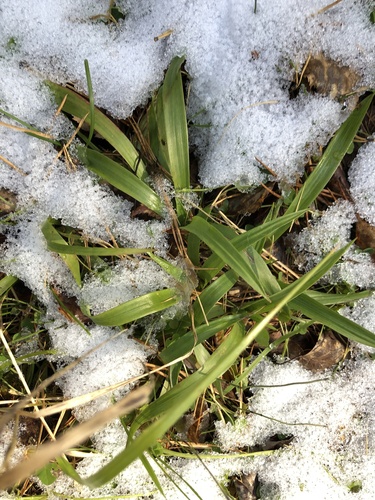 Hairy woodrush (Luzula pilosa)