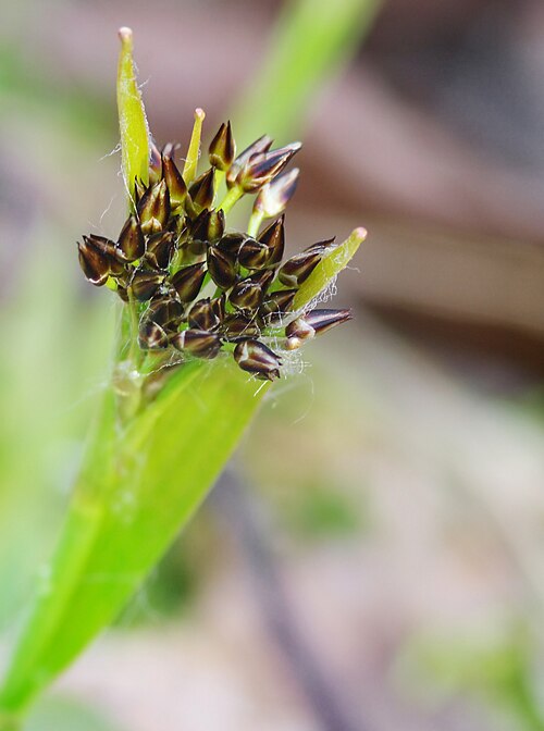 Hairy woodrush: Luzula pilosa, Hairy Wood-rush