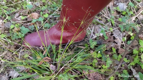 Hairy woodrush (Luzula pilosa)