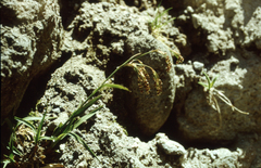 Piper's woodrush (Luzula piperi)