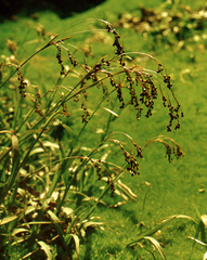 Piper's woodrush (Luzula piperi)