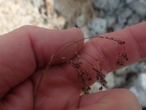 Piper's woodrush (Luzula piperi)