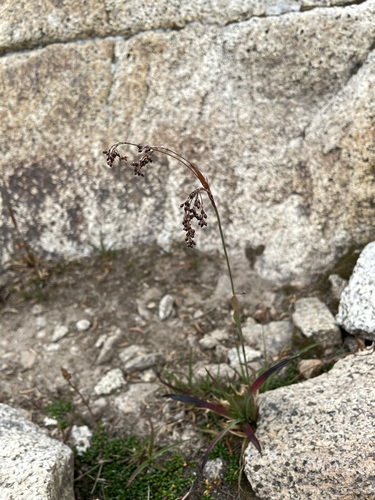 Piper's woodrush (Luzula piperi)