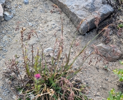 Piper's woodrush (Luzula piperi)