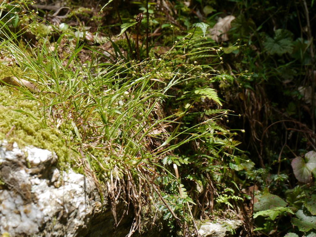 Luzula plumosa: 2017/05/07 和歌山県:Wakayama Pref. Japan