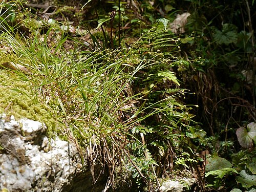 Luzula plumosa: 2017/05/07 和歌山県:Wakayama Pref. Japan