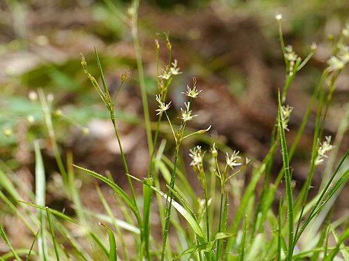 Luzula plumosa: 2017/05/07 和歌山県:Wakayama Pref. Japan
