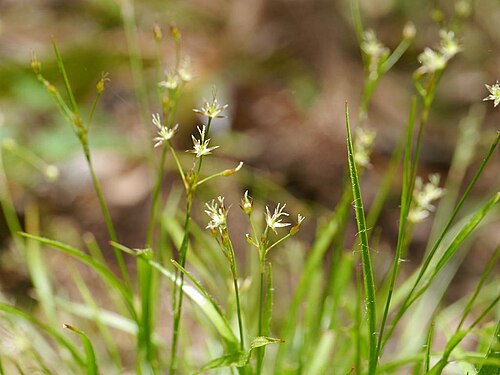Luzula plumosa: 2017/05/07 和歌山県:Wakayama Pref. Japan