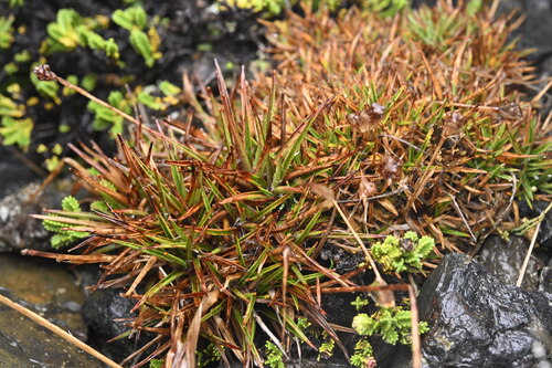Luzula pumila (Luzula pumila)