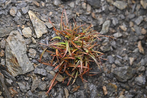 Luzula pumila (Luzula pumila)