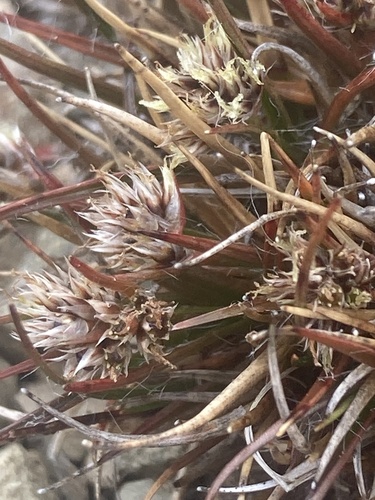 Luzula pumila (Luzula pumila)