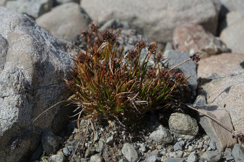 Luzula pumila (Luzula pumila)