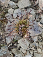 Luzula pumila (Luzula pumila)