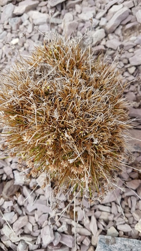 Luzula pumila (Luzula pumila)