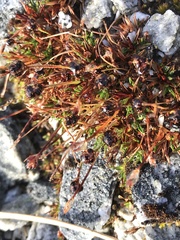 Luzula pumila (Luzula pumila)