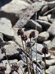 Luzula pumila (Luzula pumila)
