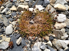 Luzula pumila (Luzula pumila)