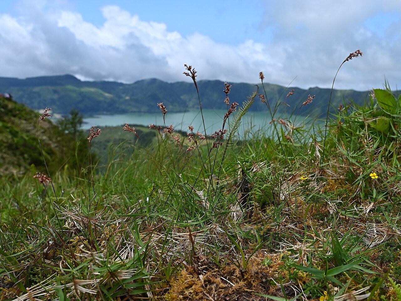 Luzula purpureosplendens: Luzula purpureosplendens on Lagoa do Canario on Sao Miguel Island, Azores