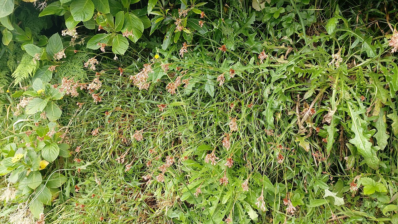Luzula purpureosplendens: Azorean Woodrush ( Luzula purpureosplendens ) in Portugal