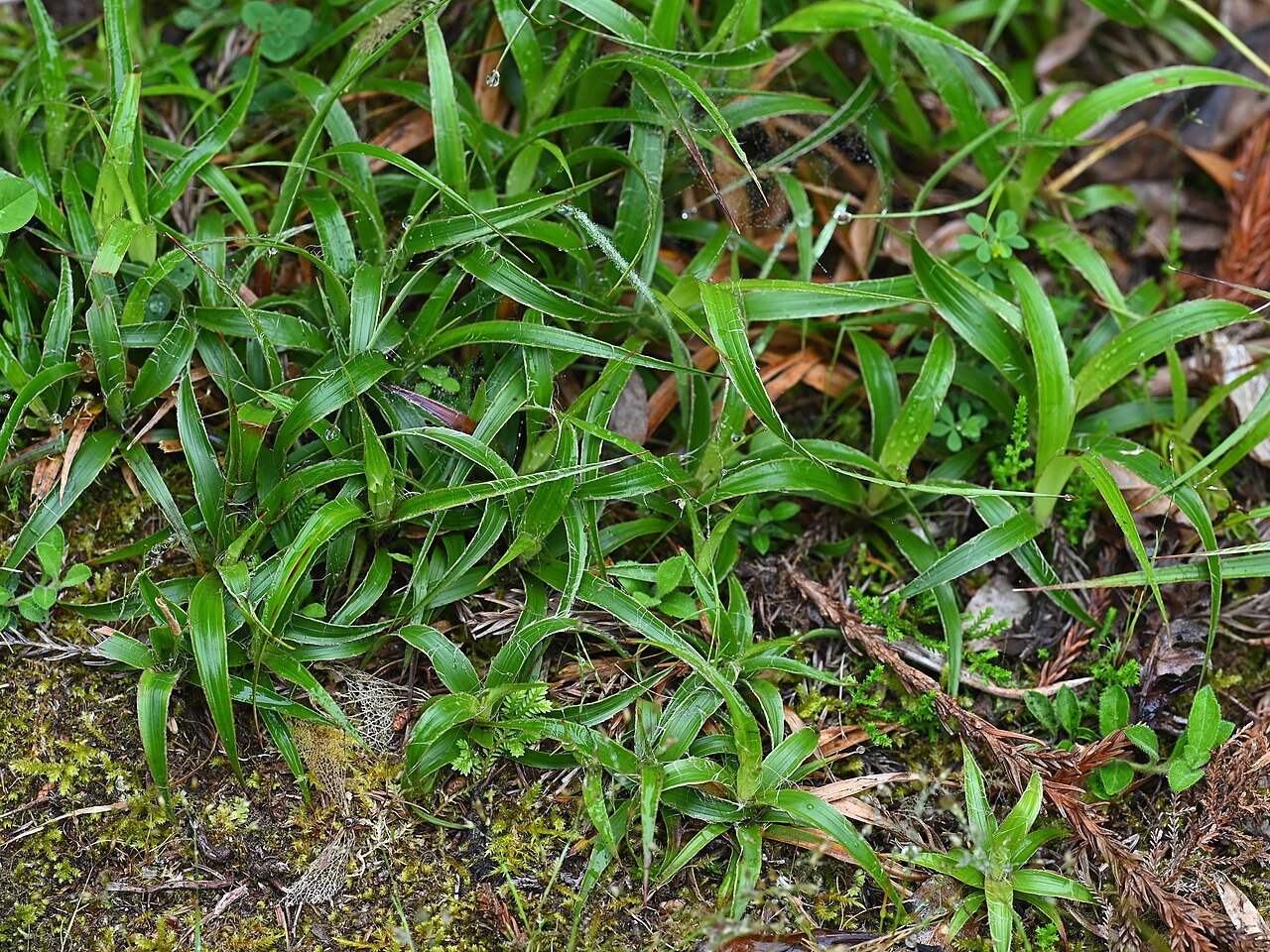 Luzula purpureosplendens: Luzula purpureosplendens NW from Miradouro da Vista do Rei on Sao Miguel Island, Azores