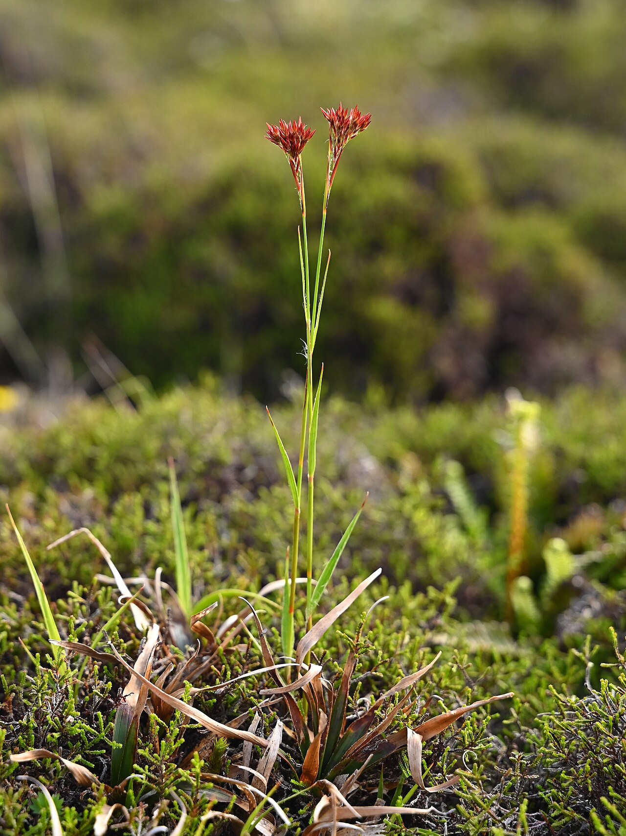 Luzula purpureosplendens: Luzula purpureosplendens on Lagoa Rasa on Sao Miguel Island, Azores