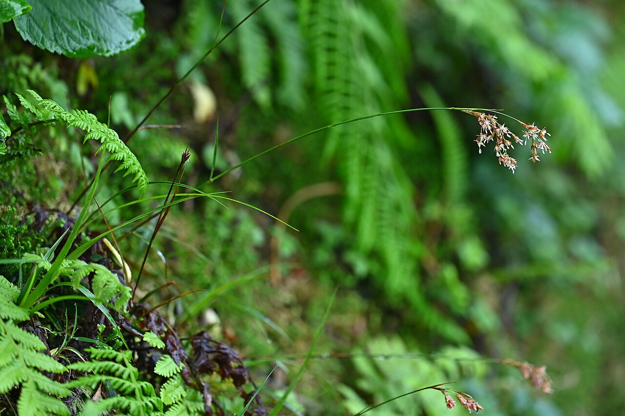 Luzula purpureosplendens: Luzula purpureosplendens on Lagoa do Canario on Sao Miguel Island, Azores