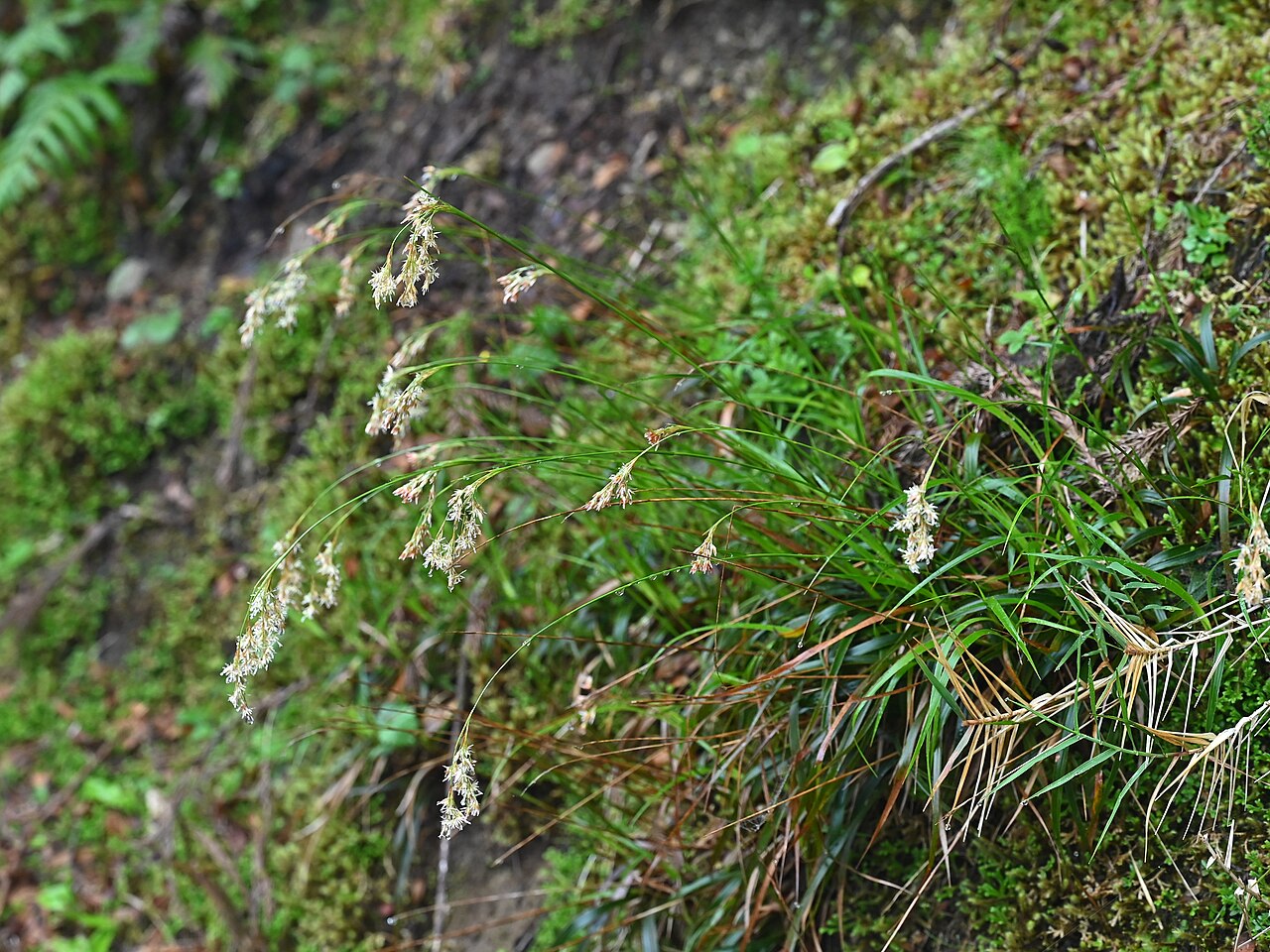 Luzula purpureosplendens: Luzula purpureosplendens on Lagoa do Canario on Sao Miguel Island, Azores