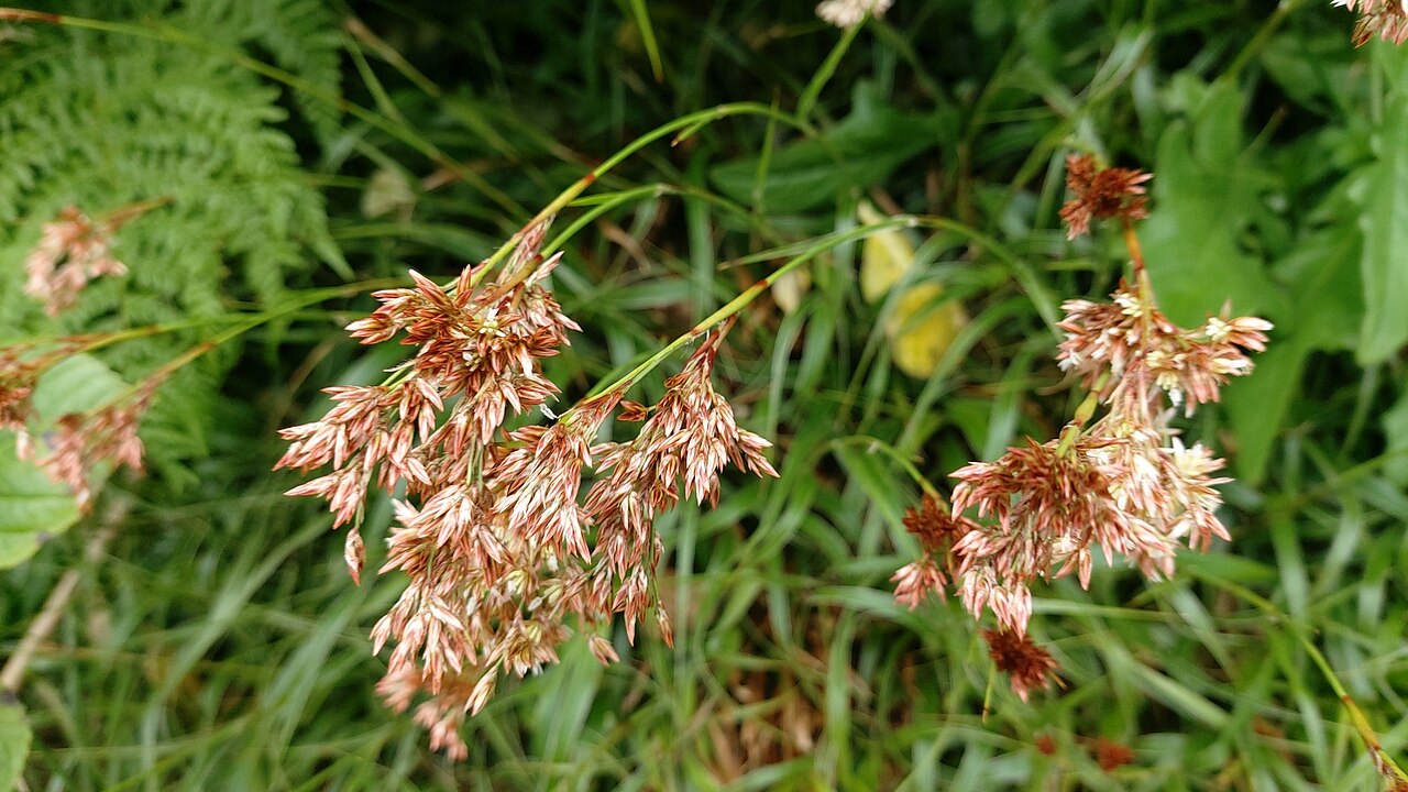 Luzula purpureosplendens: Azorean Woodrush ( Luzula purpureosplendens ) in Portugal