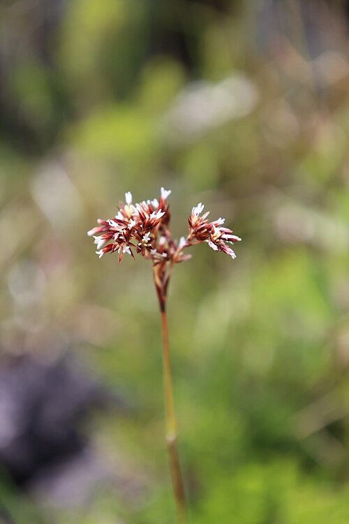 Luzula purpureosplendens: Azorean Woodrush ( Luzula purpureosplendens ) in Portugal
