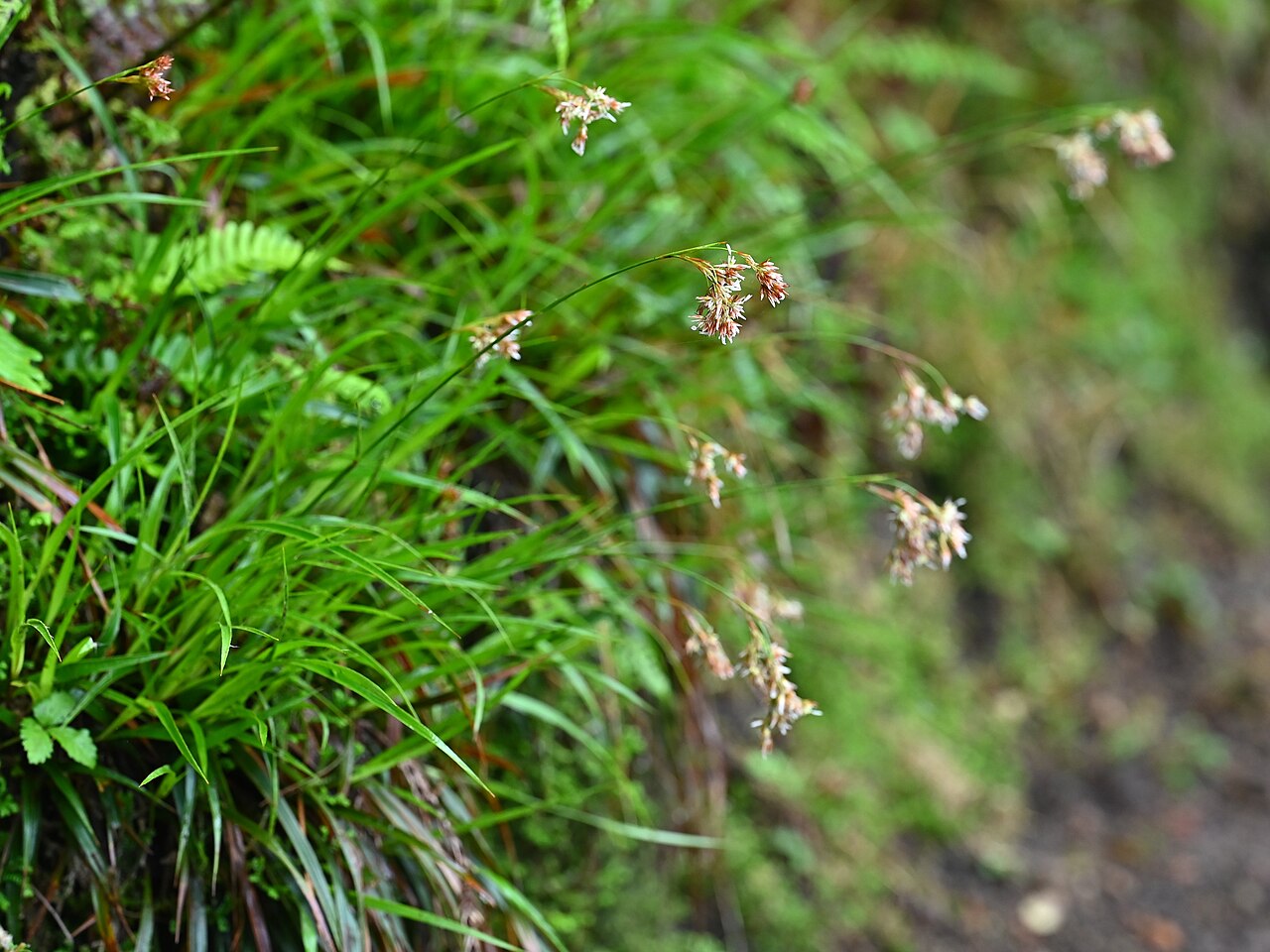 Luzula purpureosplendens: Luzula purpureosplendens on Lagoa do Canario on Sao Miguel Island, Azores