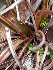 Luzula rufa (Luzula rufa)