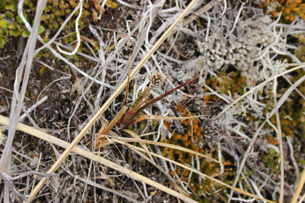 Luzula rufa (Luzula rufa)