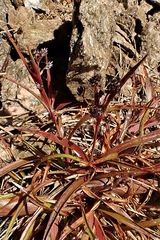 Luzula rufa (Luzula rufa)