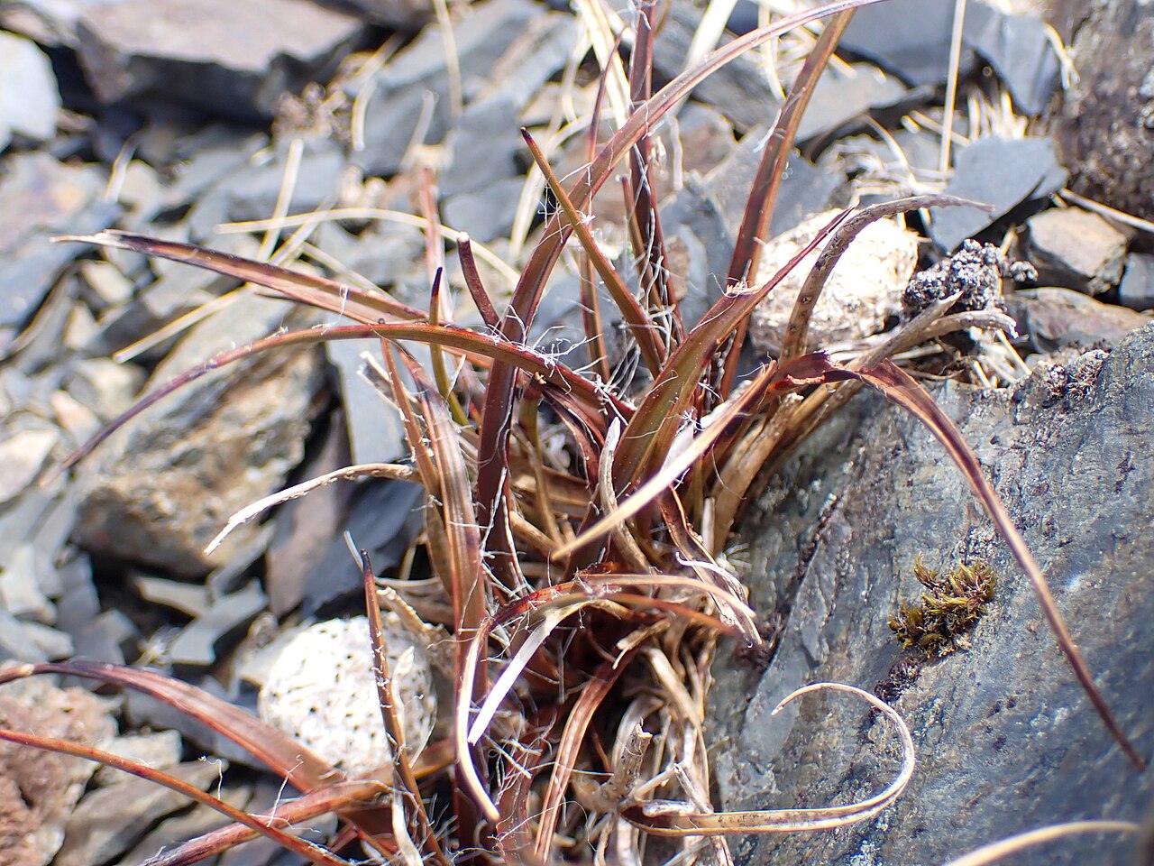 Luzula rufa: Luzula rufa, Tasman District, Tasman, New Zealand, 2025-01-23 (iNaturalist).