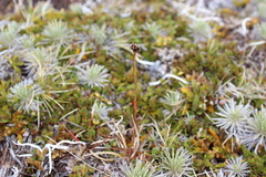 Luzula rufa (Luzula rufa)