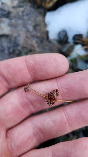 Luzula rufa (Luzula rufa)