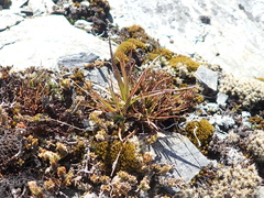 Luzula rufa (Luzula rufa)