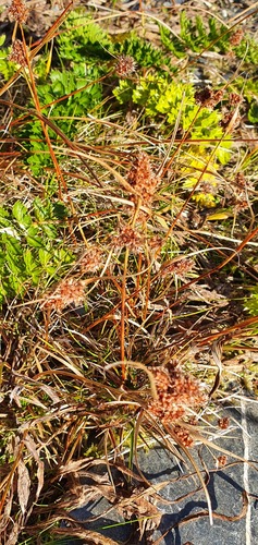 Luzula rufa (Luzula rufa)