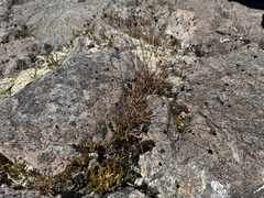 Luzula rufa (Luzula rufa)