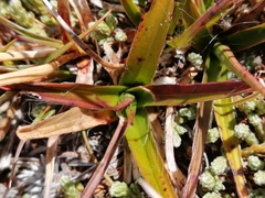 Luzula rufa (Luzula rufa)