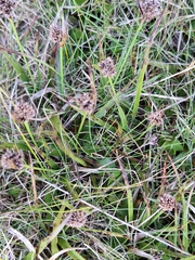 Luzula rufa (Luzula rufa)