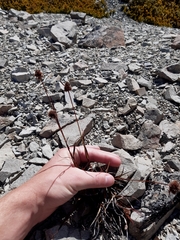 Luzula rufa (Luzula rufa)