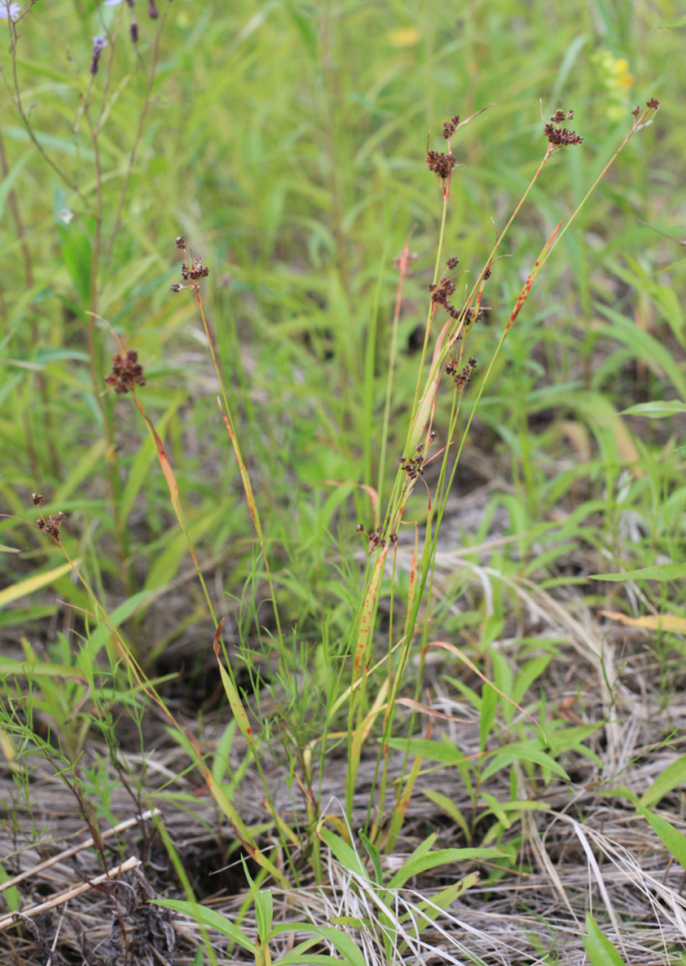 Rufous woodrush: Hairy Woodrush