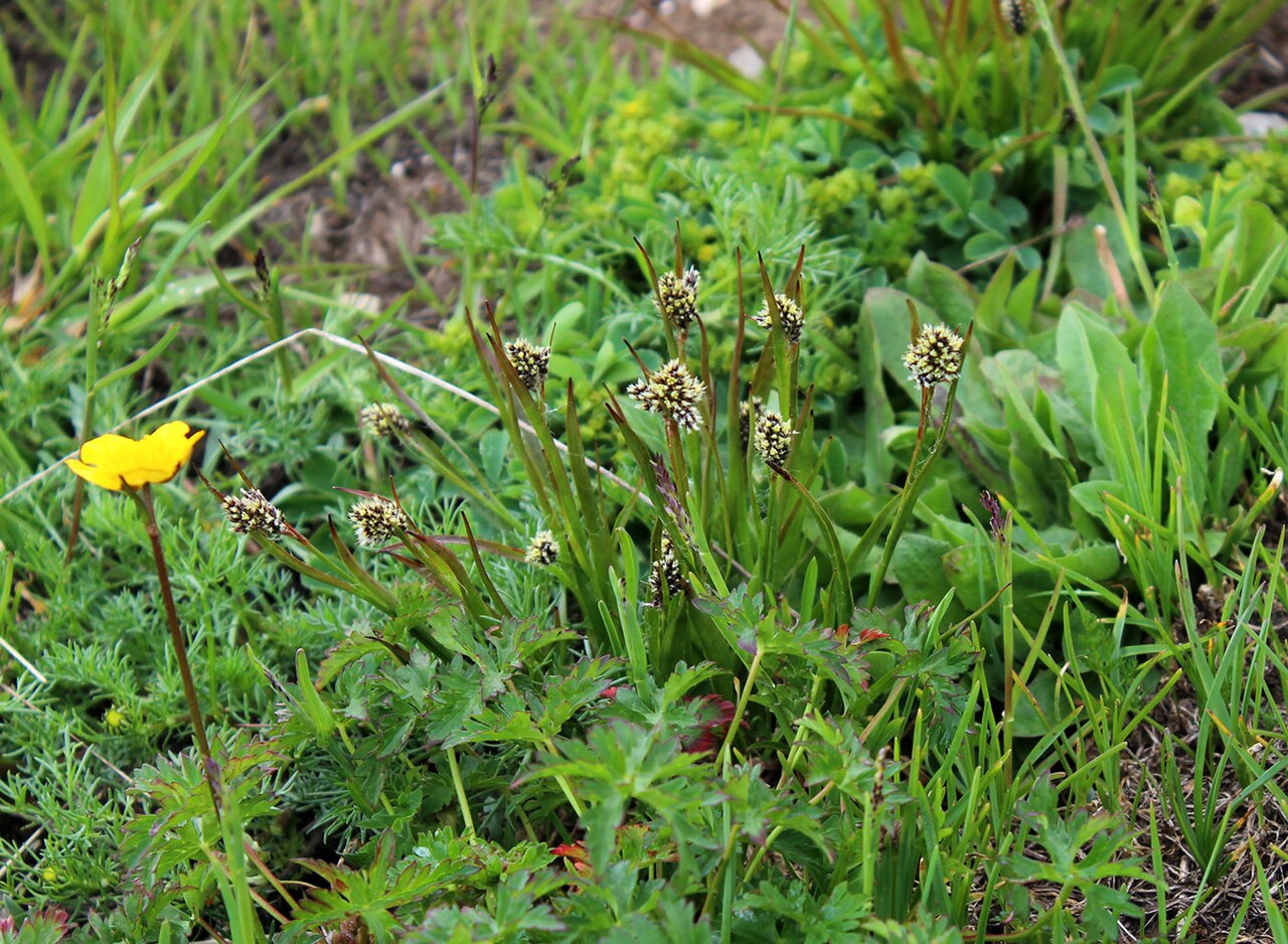 Luzula stenophylla: Luzula stenophylla