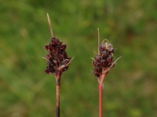 Luzula sudetica (Luzula sudetica)