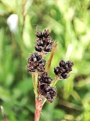 Luzula sudetica (Luzula sudetica)