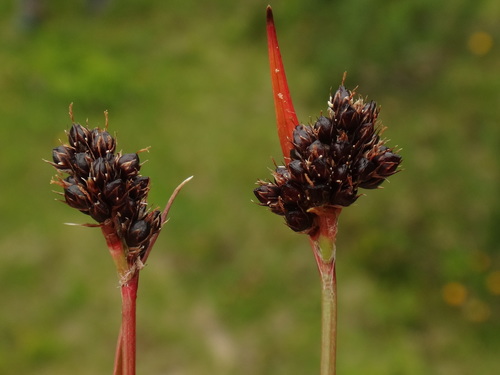 Luzula sudetica (Luzula sudetica)