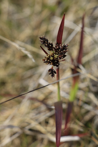 Luzula sudetica (Luzula sudetica)